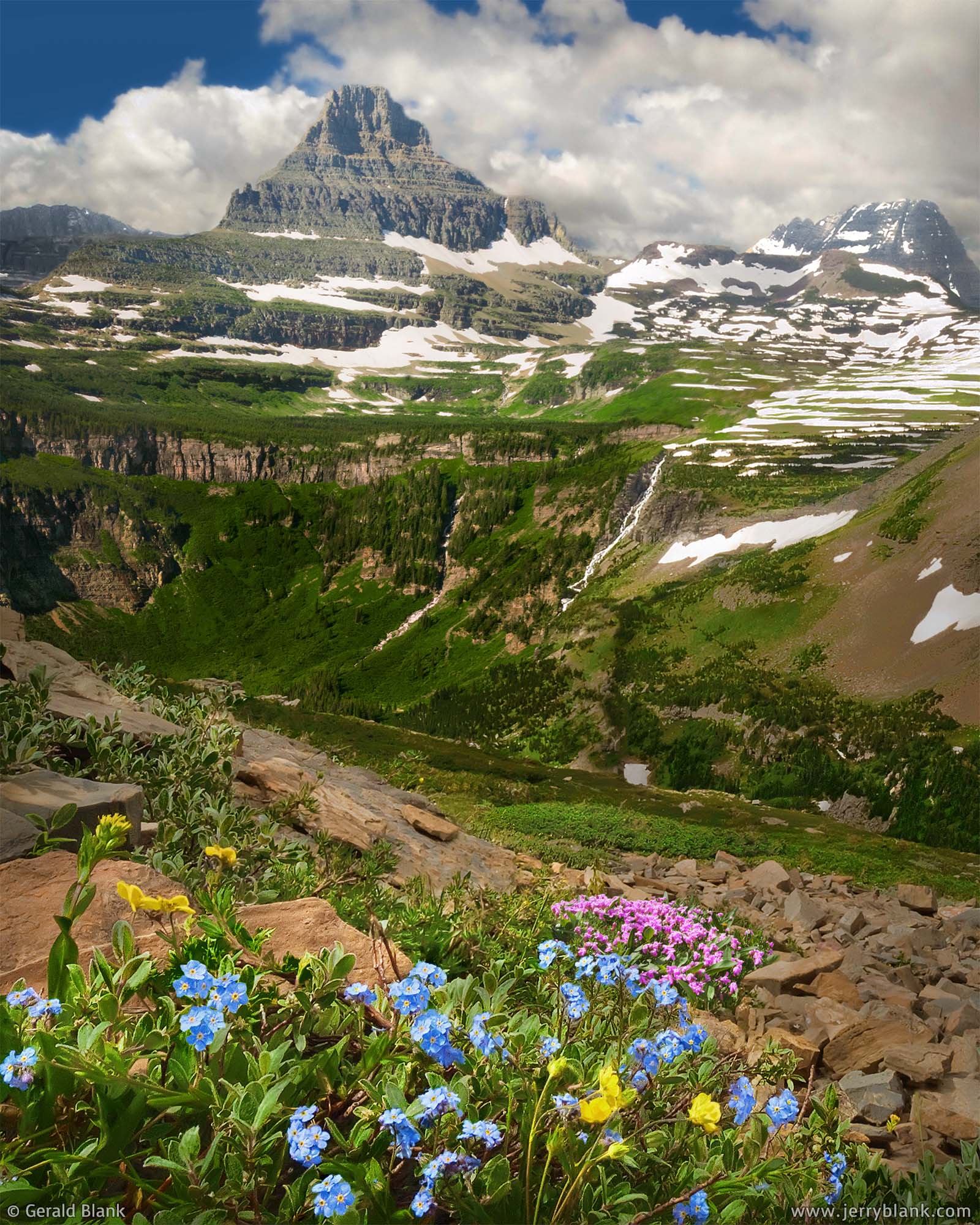 #00042 - In this view looking towards Reynolds Mountain in Glacier National Park, Montana, alpine wildflowers spring to life among the rocks on Piegan Mountain - photo by Jerry Blank