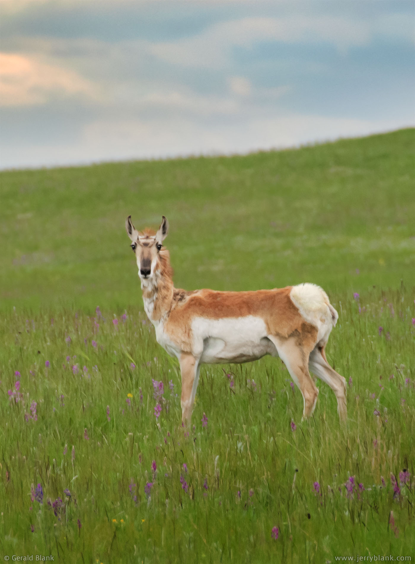 #00282 - An antelope ventures out to an open green meadow, as dusk falls over the Killdeer Mountains in Dunn County, North Dakota  - photo by Jerry Blank
