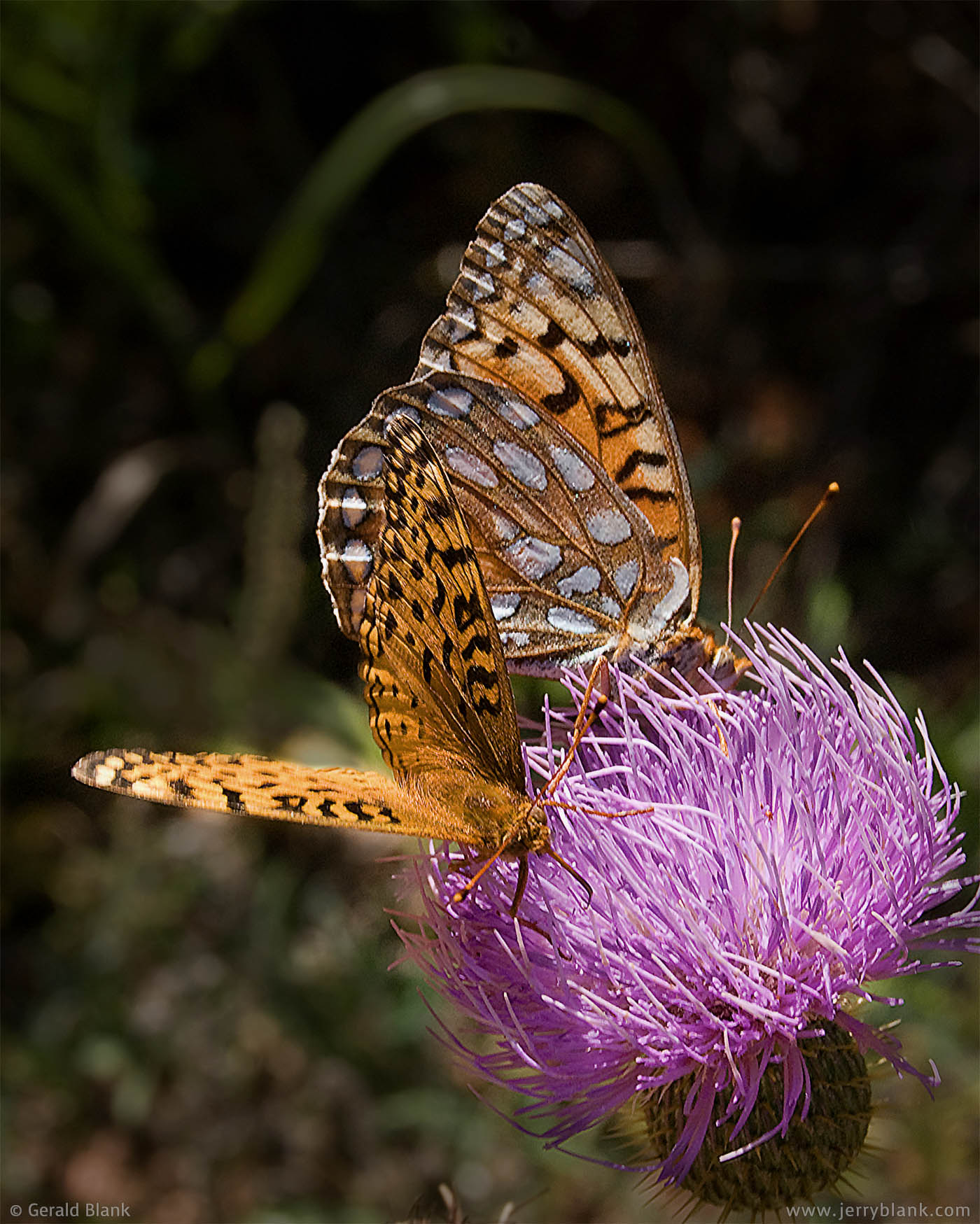 #01950 - Butterflies: His ’n’ hers thistle, Dunn County, North Dakota - photo by Jerry Blank