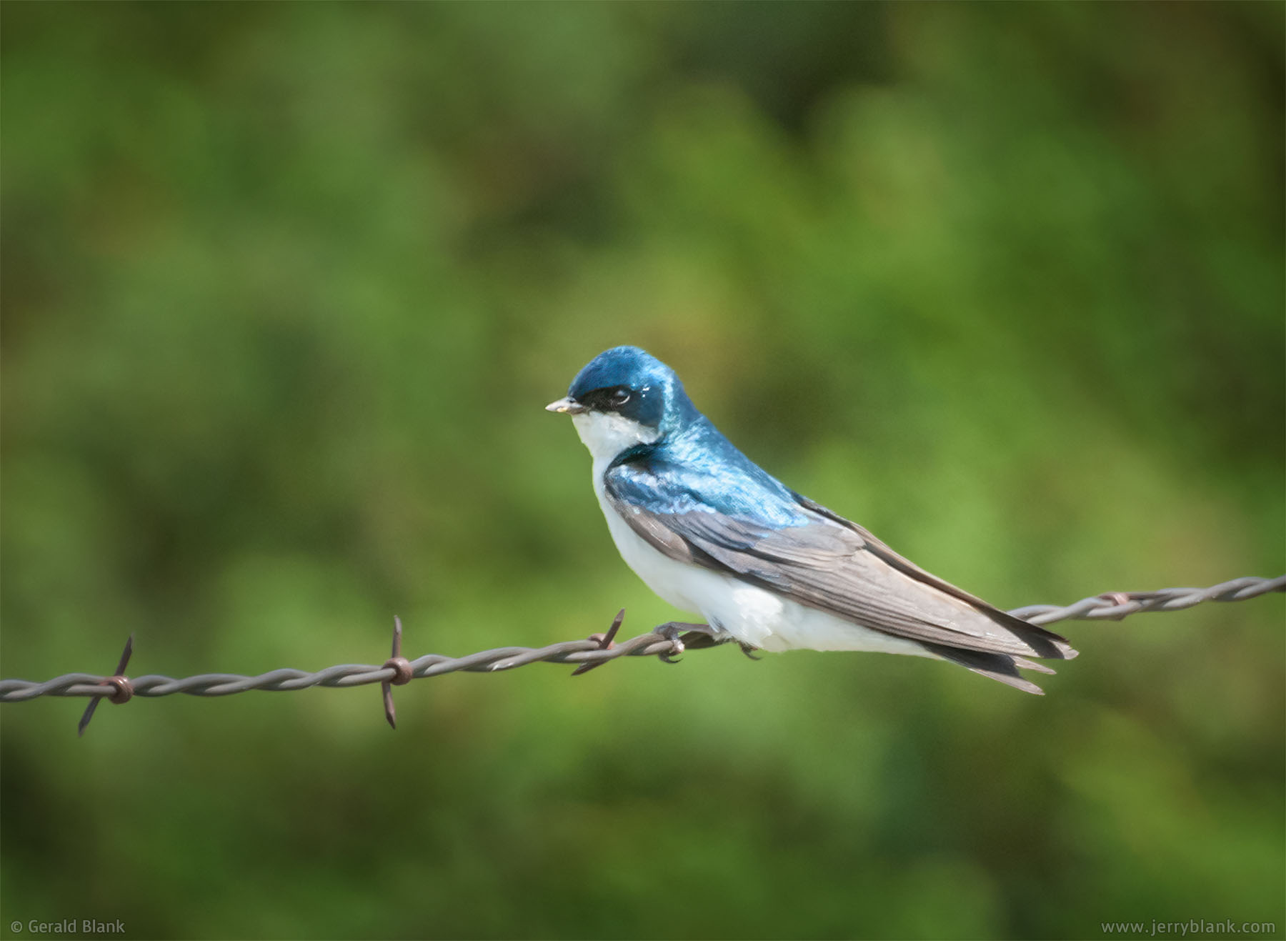 #05046 - A tree swallow (Tachycineta bicolor) perches on a fence at Lund’s Landing, on the north shore of Lake Sakakawea in Williams County, North Dakota - photo by Jerry Blank