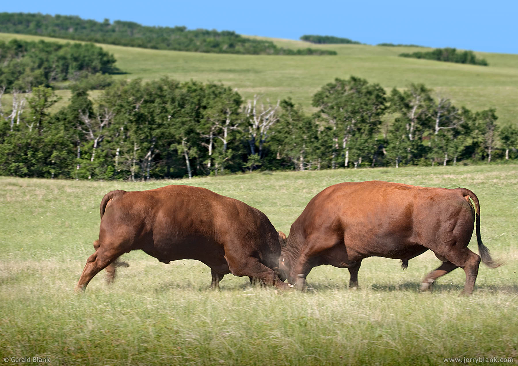 #05145 - Two bulls face off in a pasture atop South Killdeer Mountain, Dunn County, North Dakota - photo by Jerry Blank