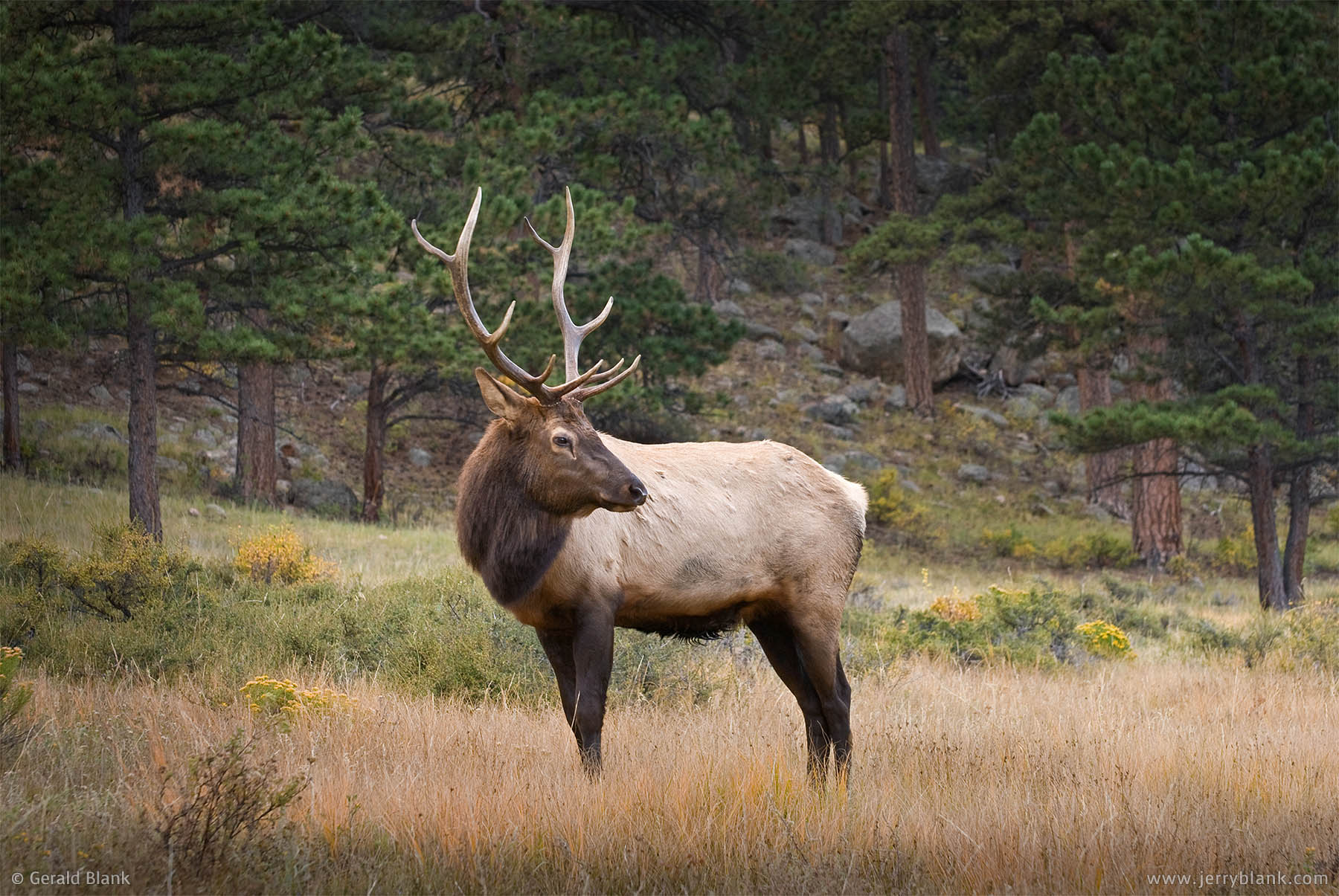 #06446 - Bull elk in Rocky Mountain National Park, Colorado - photo by Jerry Blank