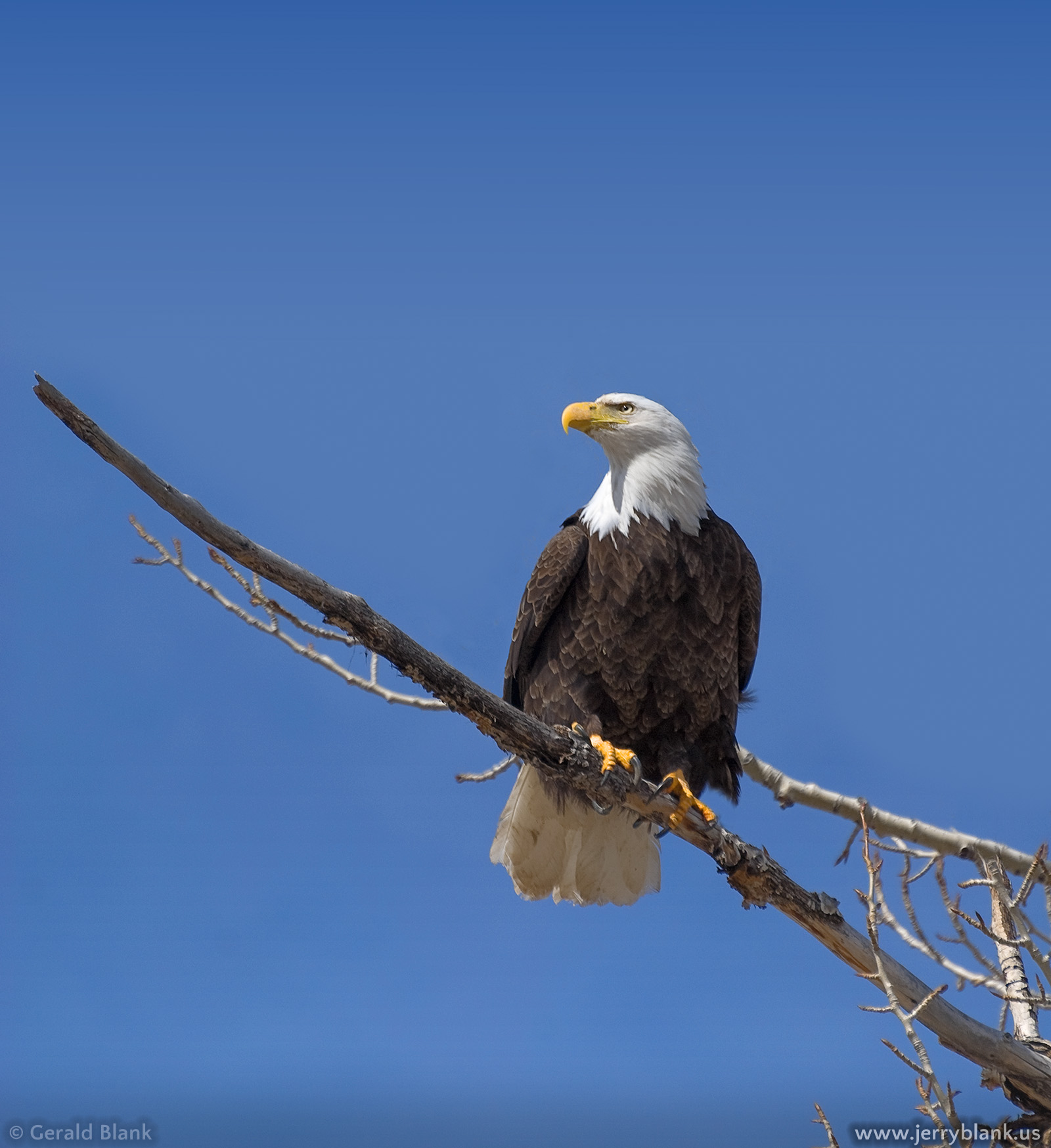 #07306 - Bald eagle at Mill Creek, north of Yellowstone National Park, Montana - photo by Jerry Blank