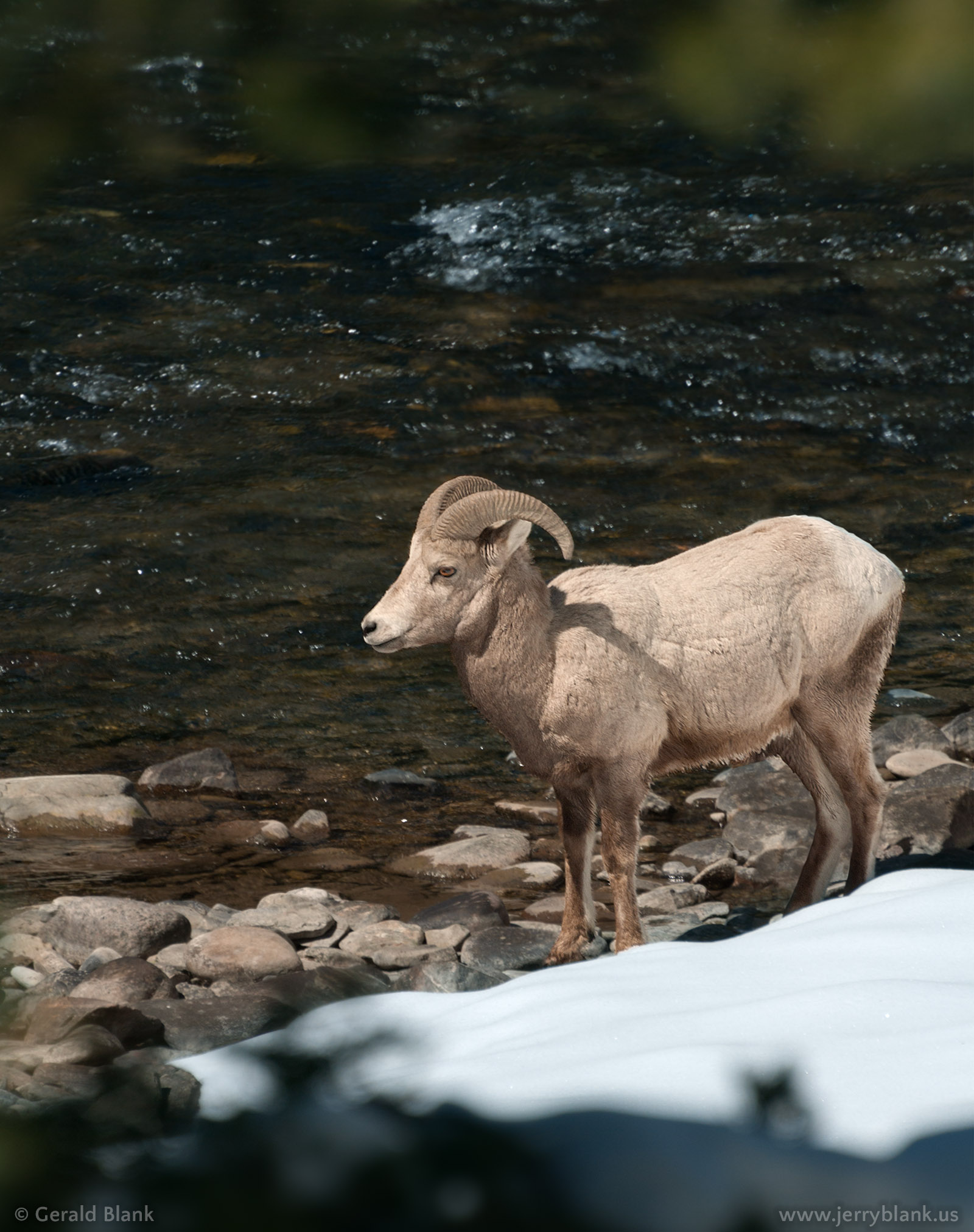 #07413 - A bighorn ram pauses alongside the Gallatin River, near US Highway 191 in Montana - photo by Jerry Blank