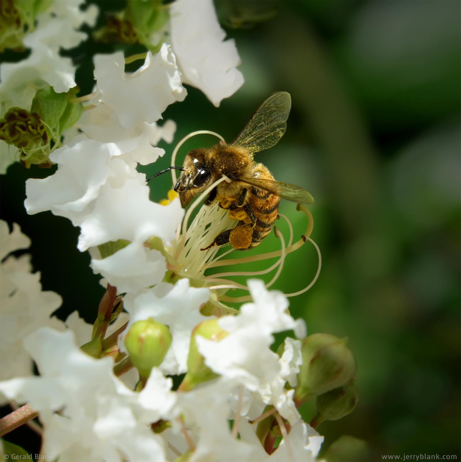 #20072 - Honeybee visits crepe myrtle blossoms in Orange County, Florida, in springtime - photo by Jerry Blank