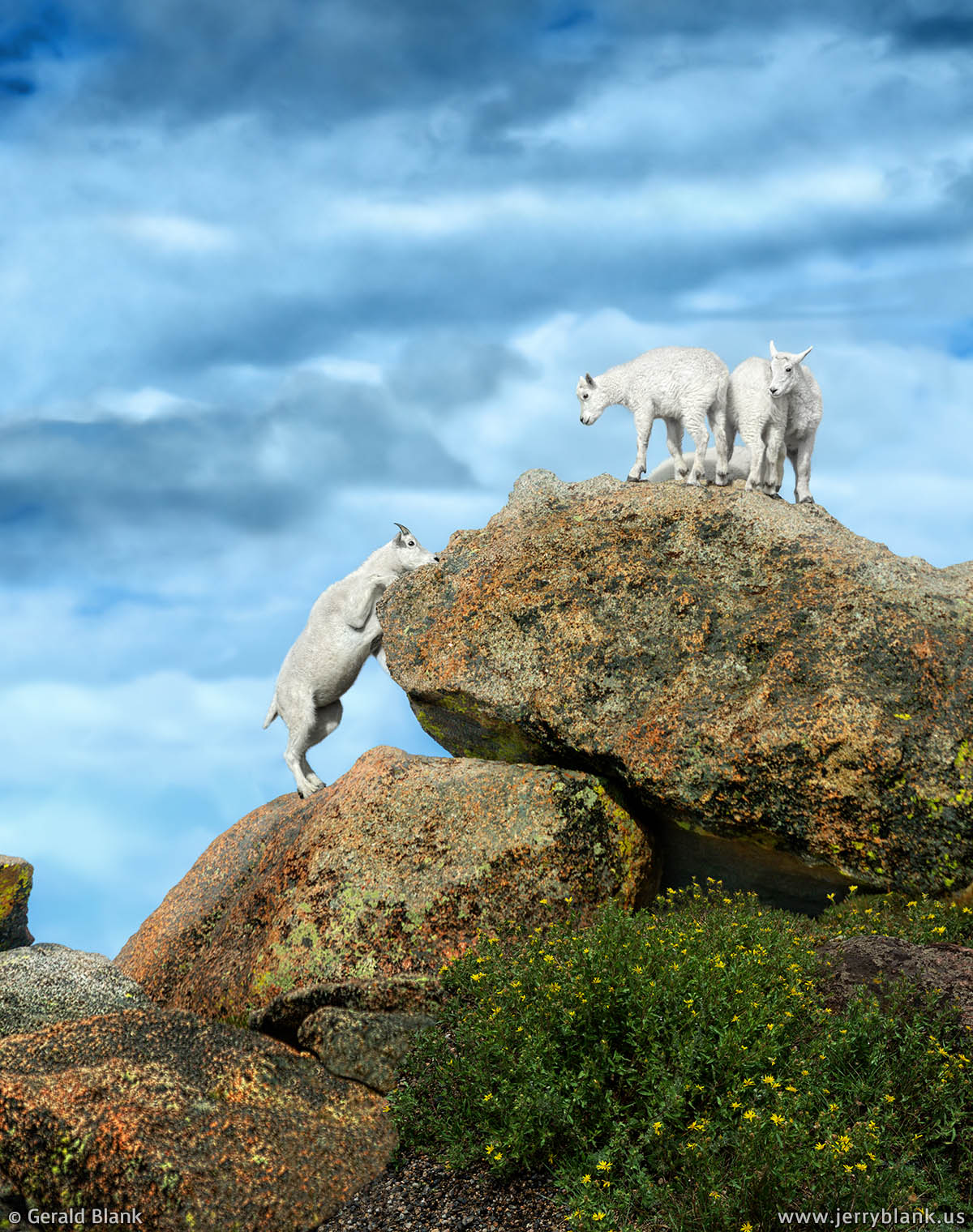 #20421 - A young mountain goat prepares to jump up to join some kids at Mount Evans, Colorado - photo by Jerry Blank