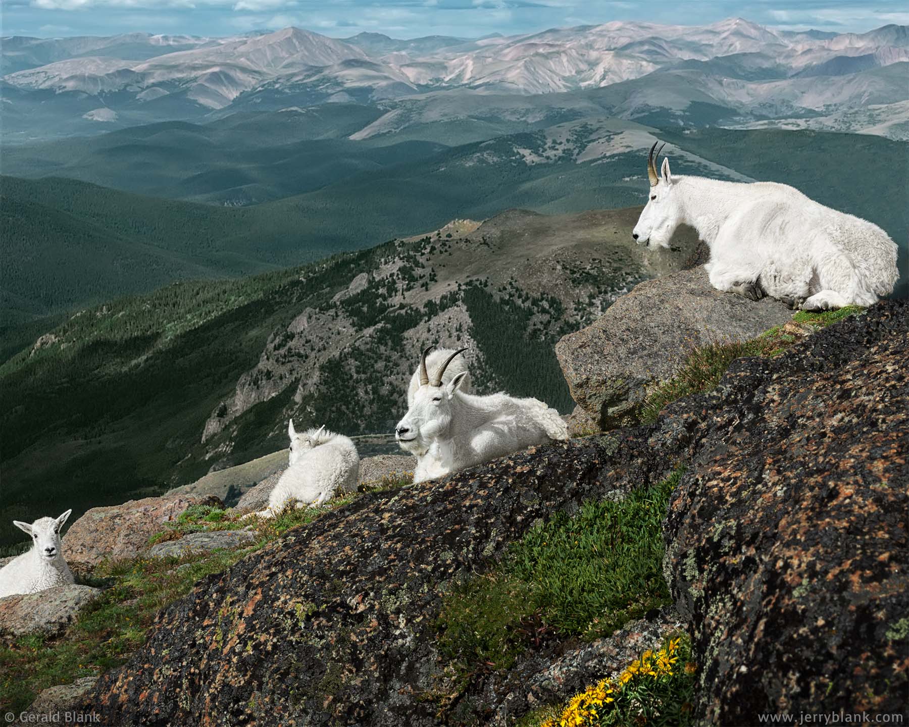 #20510 - Mountain goats with kids on the southern face of Mount Evans, Colorado - wildlife photo by Jerry Blank