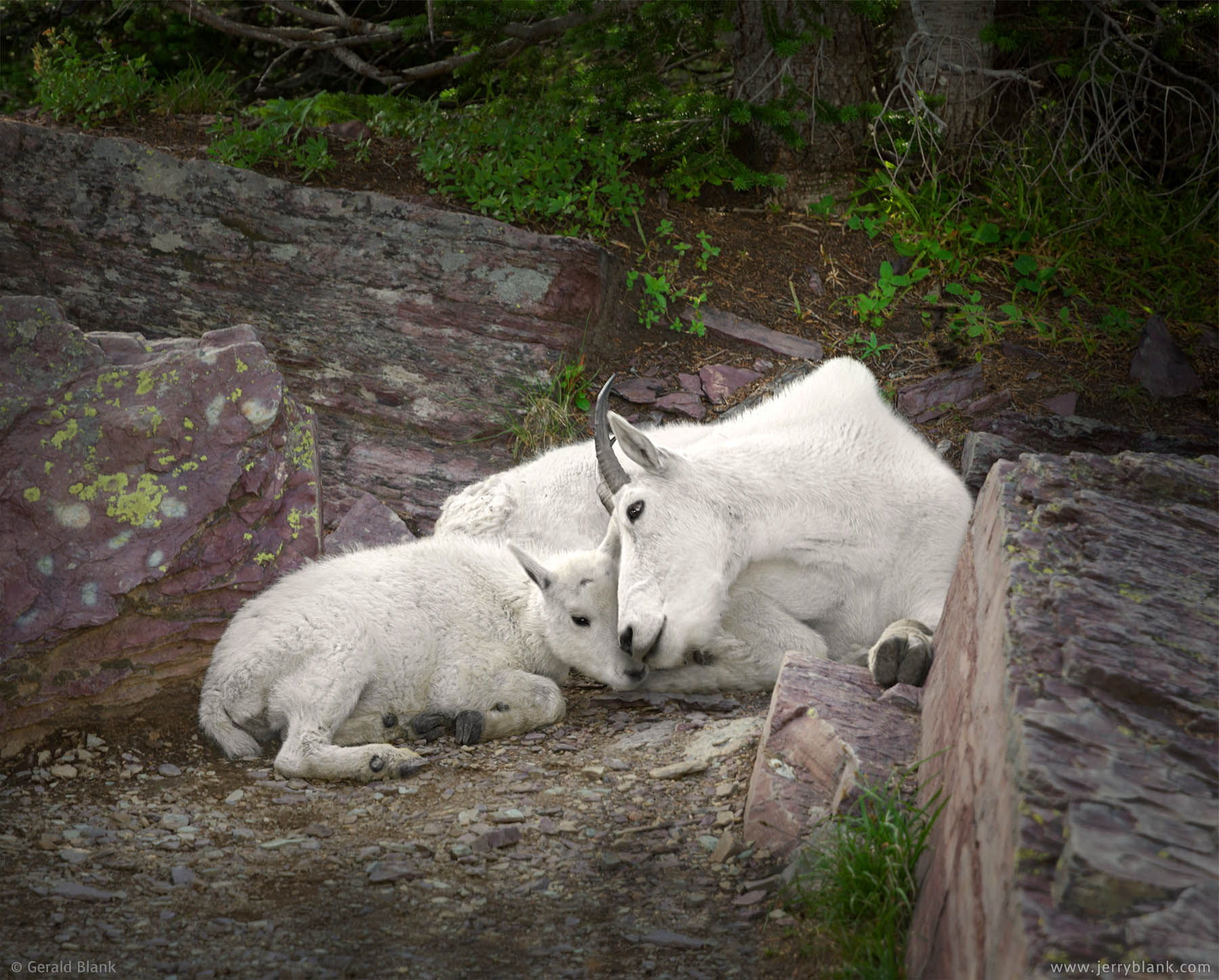#25570 - A mountain goat kid rests with its mother in the shade on a summer afternoon, in Glacier National Park, Montana - wildlife photo by Jerry Blank