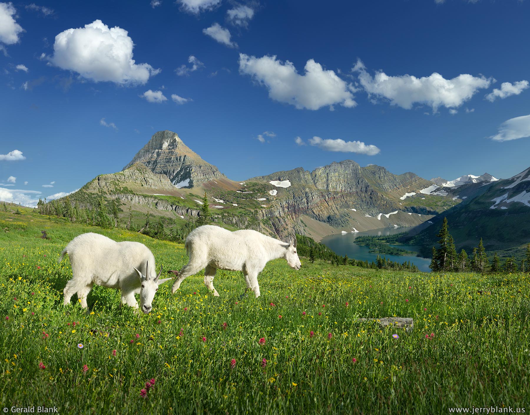 #26111 - Mountain goats grazing in an alpine meadow above Hidden Lake in Glacier National Park, Montana, with Reynolds Mountain and the Dragon’s Tail in the background - photo by Jerry Blank