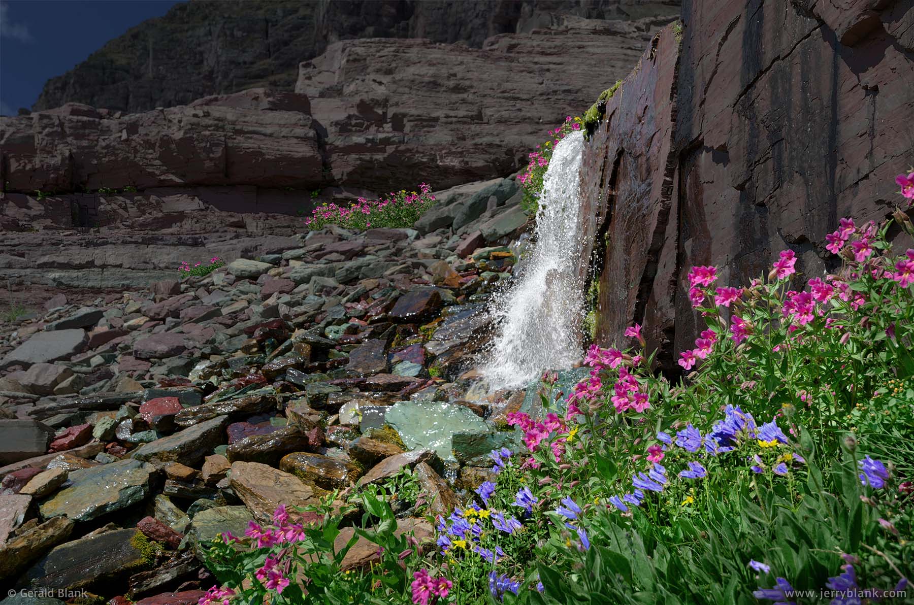 #26218 - Snowmelt from Clements Mountain cascades past wildflowers through colorful rocks, in Glacier National Park, Montana - photo by Jerry Blank