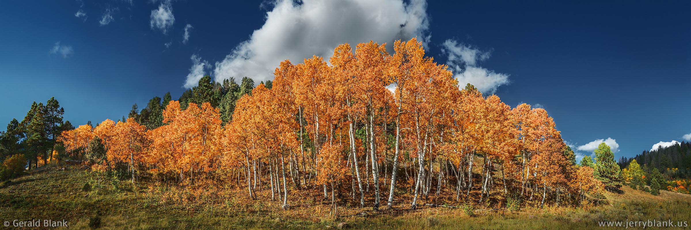 #44852 - A grove of red-orange aspen trees near Dallas Divide, San Miguel County, Colorado - photo by Jerry Blank