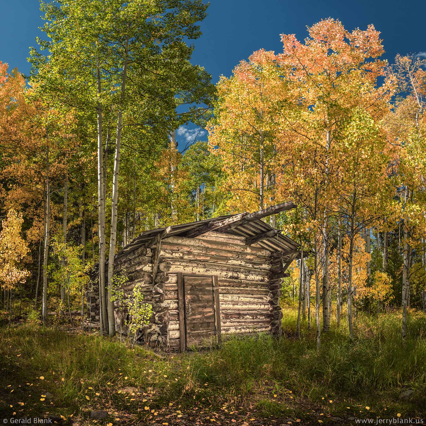 #46941 - Autumn aspens surround an old log cabin above Ames, Colorado, in the Uncompahgre National Forest