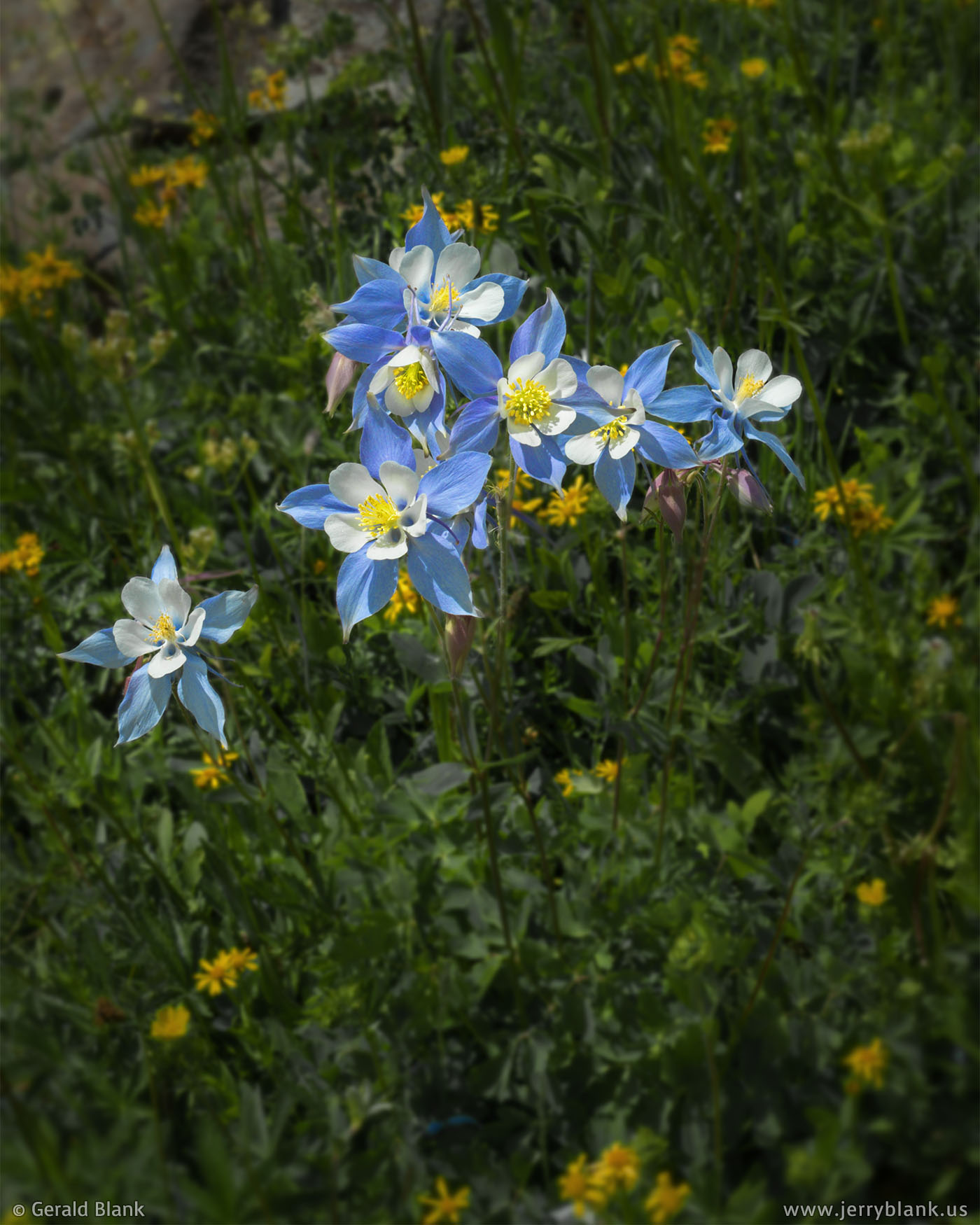 #59932 - Rocky Mountain columbines (Aquilegia coerulea) abound in the summer, above Stillwater Reservoir in the Flat Tops National Wilderness Area in Colorado - photo by Jerry Blank