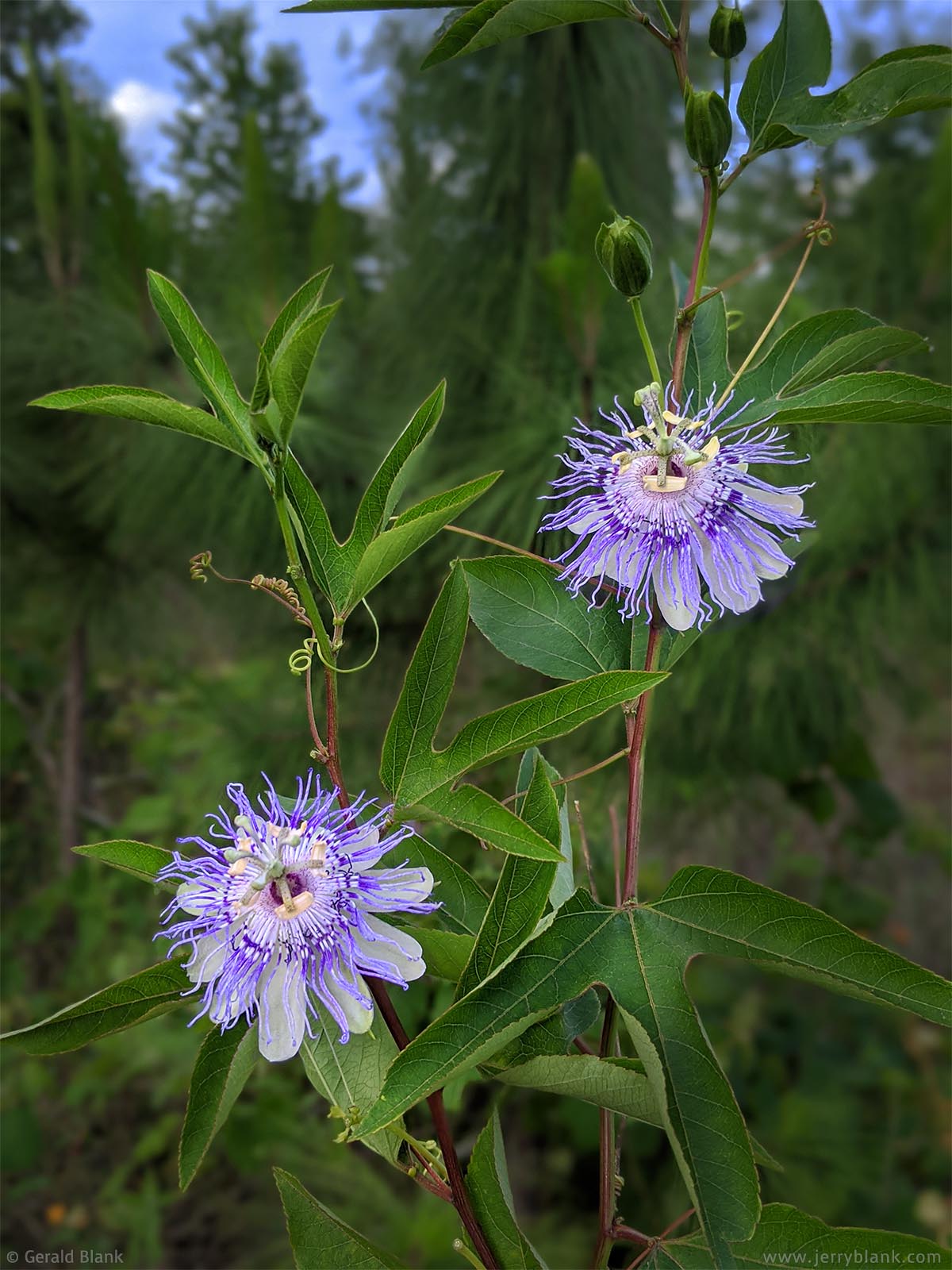 #70024 - Purple passionflower vines (Passiflora incarnata), growing in the Hills of Minneola in Lake County, Florida - photo by Jerry Blank