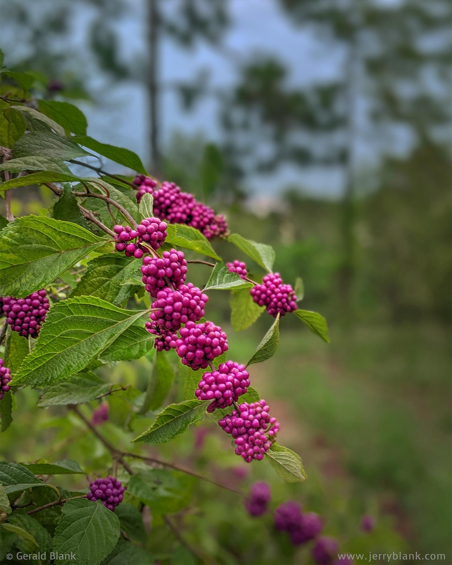 #70075 - American beautyberries (Callicarpa americana) in the Hills of Minneola, Lake County, Florida - photo by Jerry Blank