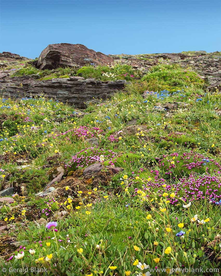 #00028 - High alpine wildflowers flourish on Piegan Mountain’s rocky south slope during the brief summer season in Glacier National Park, Montana - photo by Jerry Blank