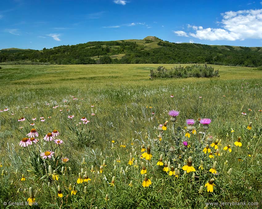 A pasture filled with coneflowers, thistle, and other wildflowers