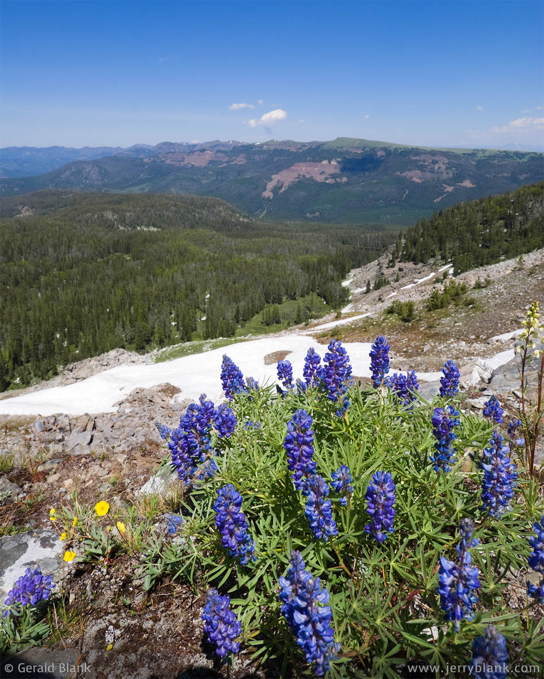 #05512 - Lupines flourish on a high ridge above the Portal Creek drainage and the Hidden Lake Trail in Montana’s Custer Gallatin National Forest - photo by Jerry Blank