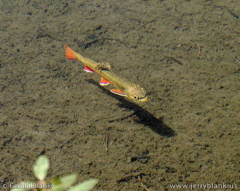 #05645 - A young brook trout swims contentedly in the waters of Globe Lake, located high in the Montana’s Tobacco Root Mountains - photo by Jerry Blank