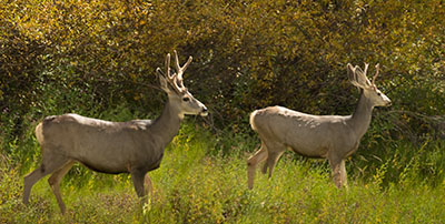 #48148 - Two young bucks graze beneath colorful aspen trees along Colorado Hwy. 145, south of Telluride Mountain Village