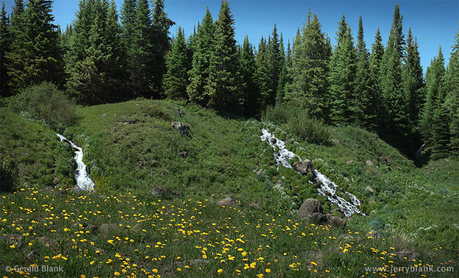 Cascading springs flow down slopes covered with wildflowers at Cold Springs Campground, Routt National Forest, Colorado - photo by Jerry Blank