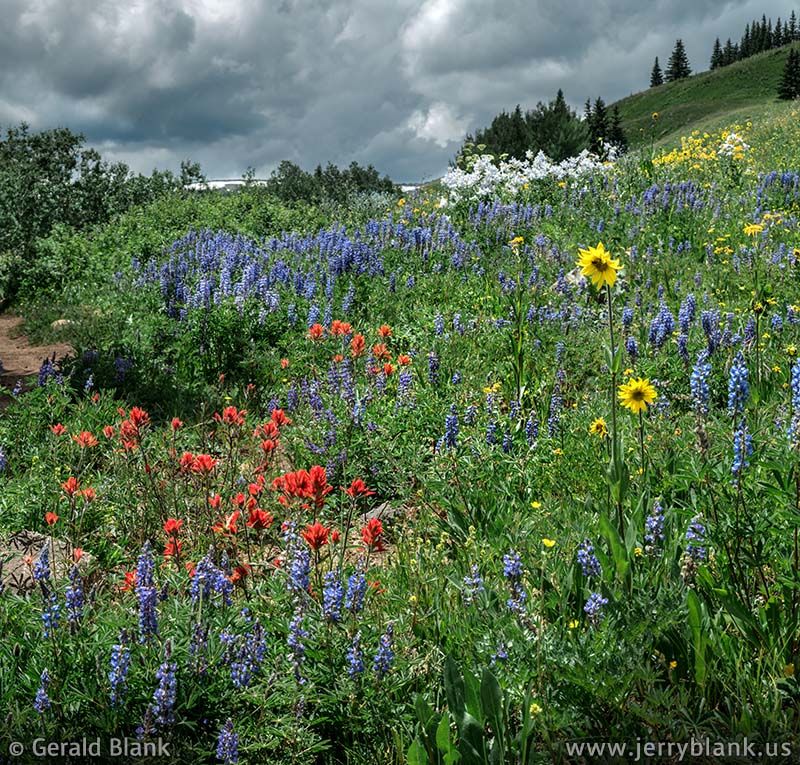 #60327 - Wildflowers cover the foothills above Stillwater Reservoir, located in Colorado’s Flat Tops Wilderness - photo by Jerry Blank
