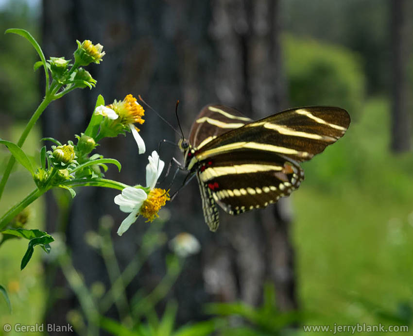 #69358 - A zebra longwing butterfly (Heliconius charithonia), visiting butterfly needle flowers (Bidens alba) in the woodlands of central Florida - photo by Jerry Blank