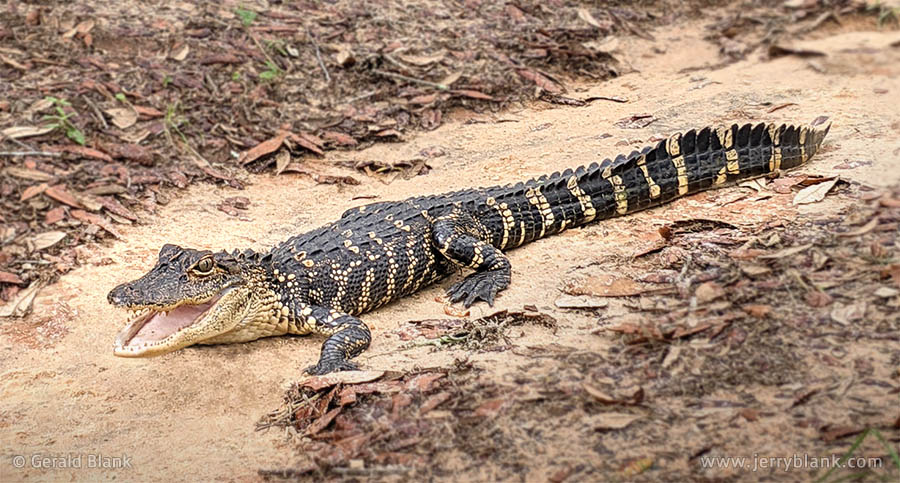 A young American alligator (Alligator mississippiensis) in its native habitat, Horizon West Regional Park in Orange County, Florida - photo by Jerry Blank