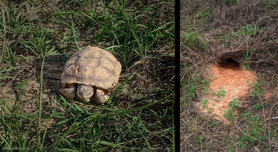 A juvenile gopher tortoise (Gopherus polyphemus) in its native habitat, Horizon West Regional Park in Orange County, Florida - photo by Jerry Blank
