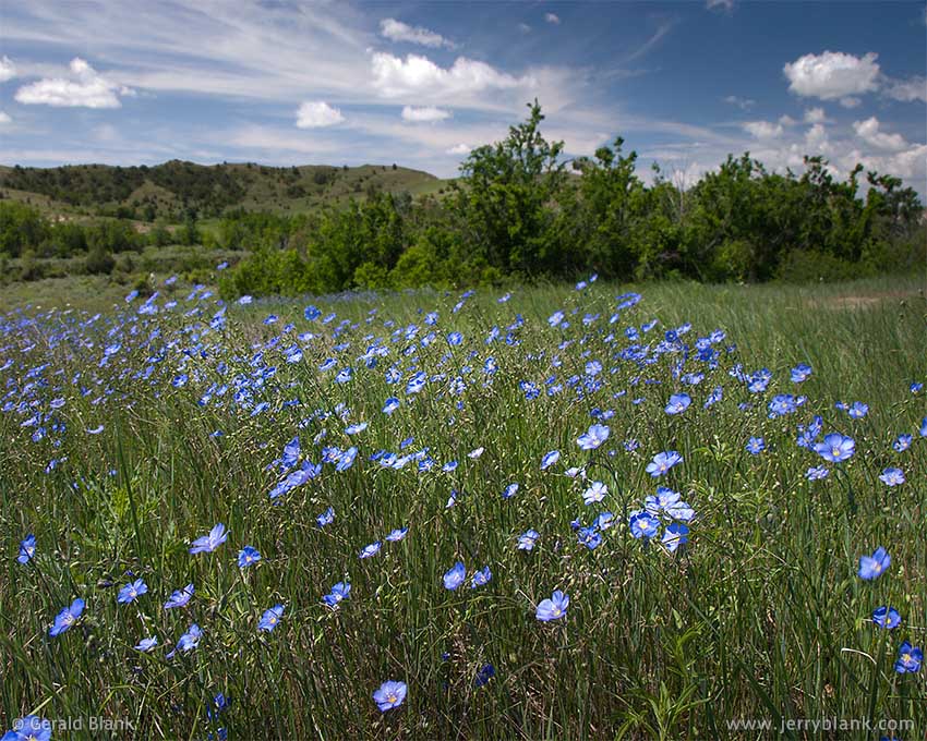 #00210 - In late spring, wild blue flax (Linum lewisii) fills a meadow in the Little Missouri River bottom, Billings County, North Dakota - photo by Jerry Blank