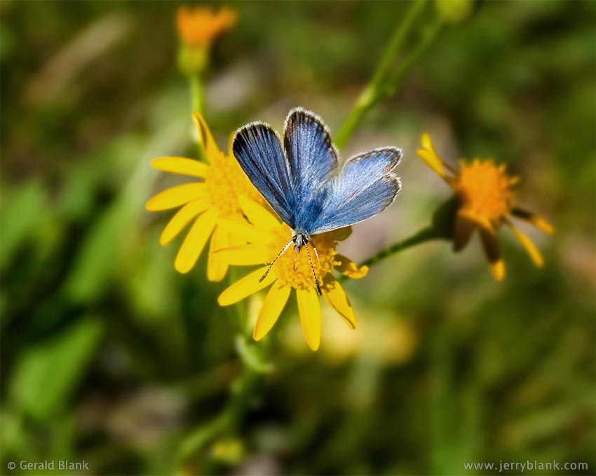 #00837 - A blue copper butterfly feeding at a yellow groundsel, in Montana’s Custer Gallatin National Forest - photo by Jerry Blank