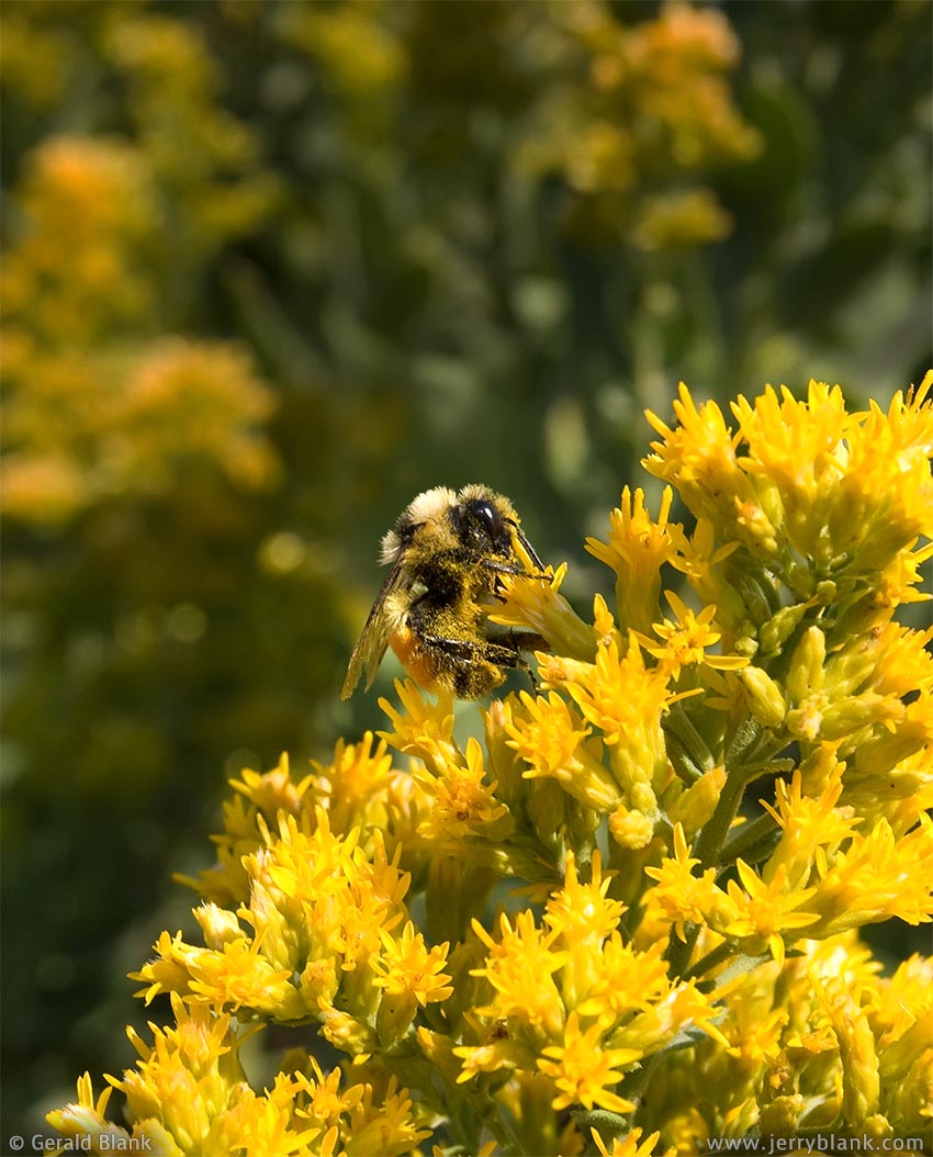#02048 - A bumblebee visits a goldenrod patch at the end of summer, near Williston, North Dakota - photo by Jerry Blank