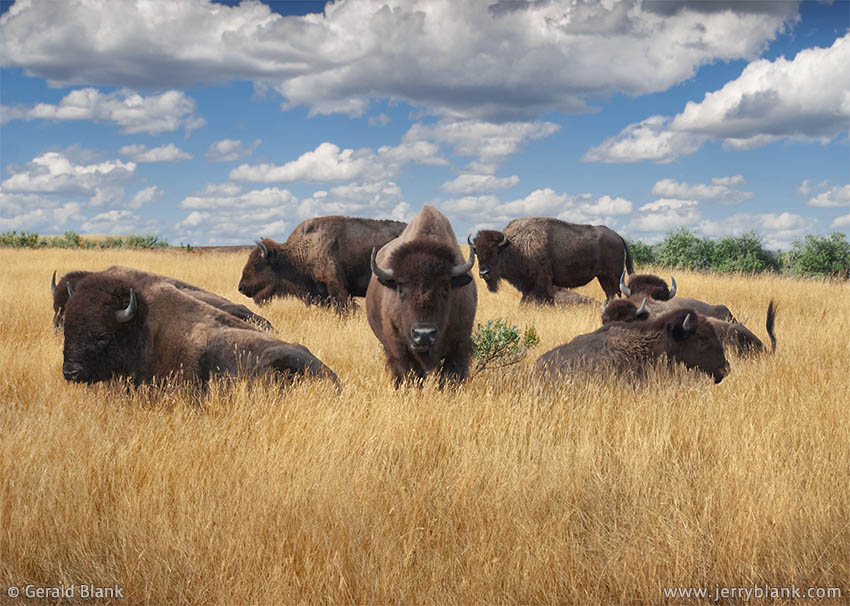 #02531 - A group of bison poses for the camera at Painted Canyon Nature Trail in Theodore Roosevelt National Park, North Dakota - photo by Jerry Blank
