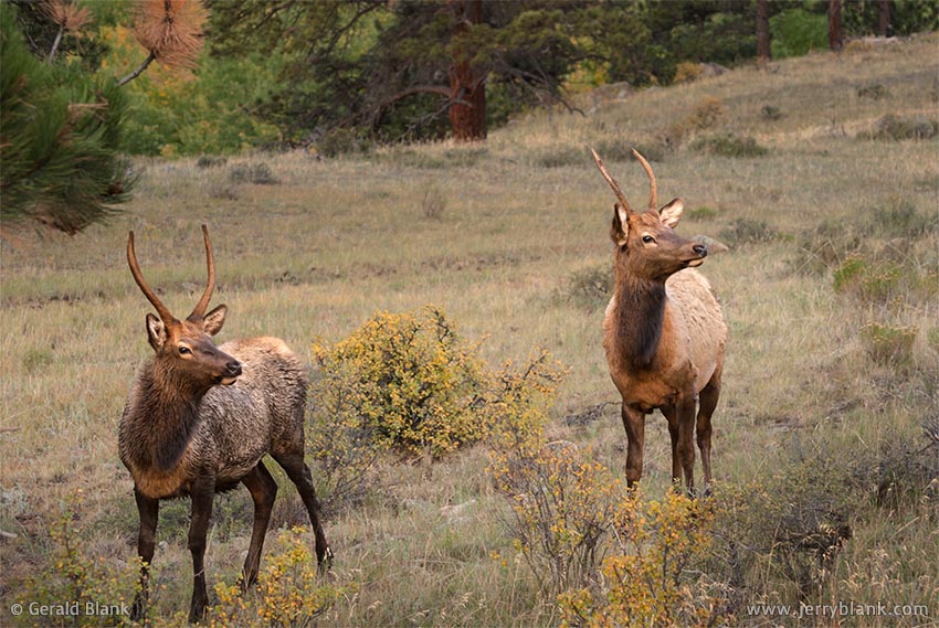 #06413 - An alert pair of juvenile elk, on a hillside in the Moraine Park area of Rocky Mountain National Park, near Estes Park, Colorado - photo by Jerry Blank
