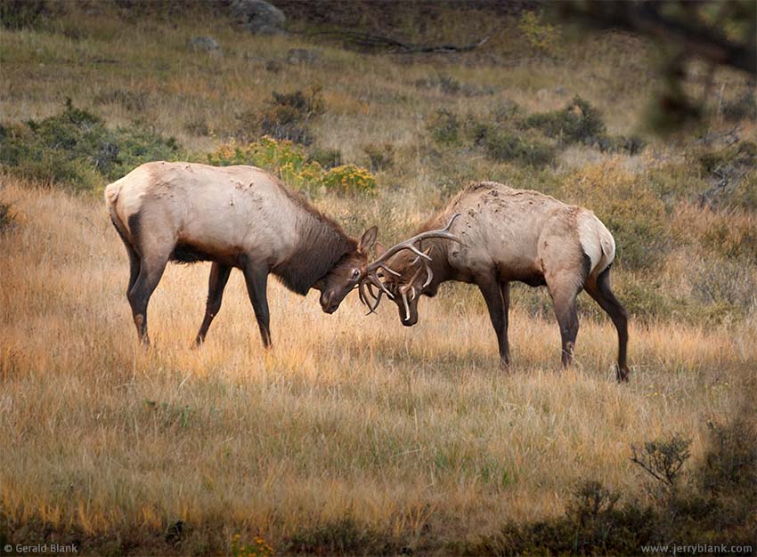 #06428 - Bull elk sparring in Rocky Mountain National Park, Colorado - photo by Jerry Blank