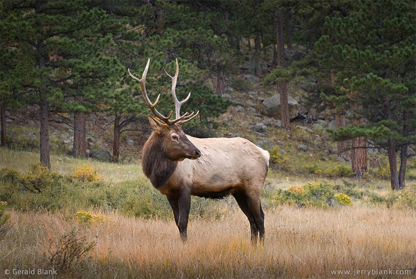 #06446 - A bull elk surveys his territory, in the Moraine Park area of Rocky Mountain National Park, Estes Park, Colorado - photo by Jerry Blank