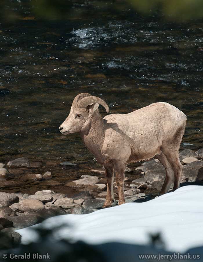 #07413 - A bighorn ram pauses alongside the Gallatin River, near US Highway 191 in Montana - photo by Jerry Blank