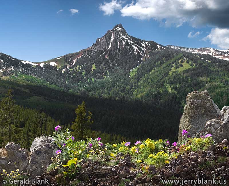 #07842 - Spring wildflowers on the Ross Pass trail, just east of Ross Peak in Montana’s Bridger Mountains - photo by Jerry Blank