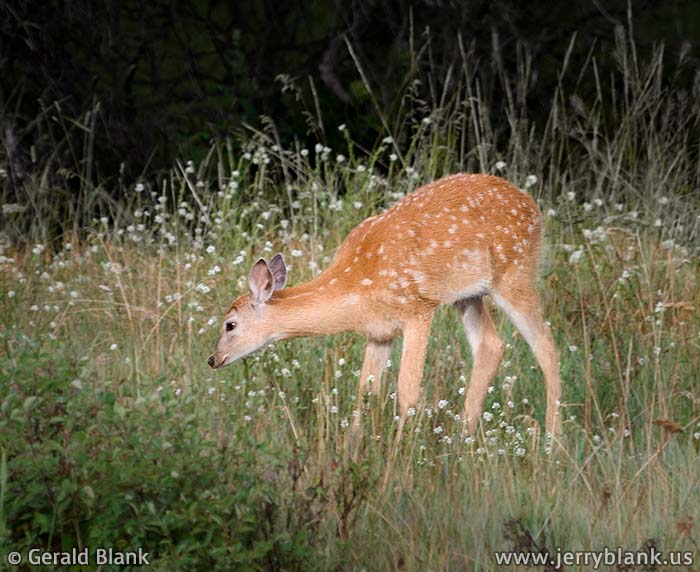 #09891 - A fawn grazes in a wildflower-filled meadow in Montana’s Gallatin Valley - photo by Jerry Blank