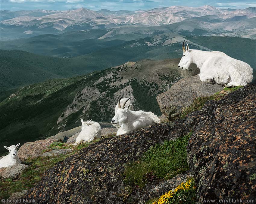 #20510 - Mountain goats with kids on the southern face of Mount Evans, Colorado - photo by Jerry Blank