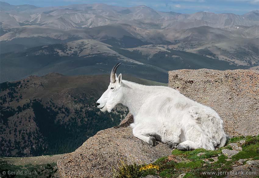 #20537 - A mountain goat enjoys the view from Mount Evans, Colorado - photo by Jerry Blank