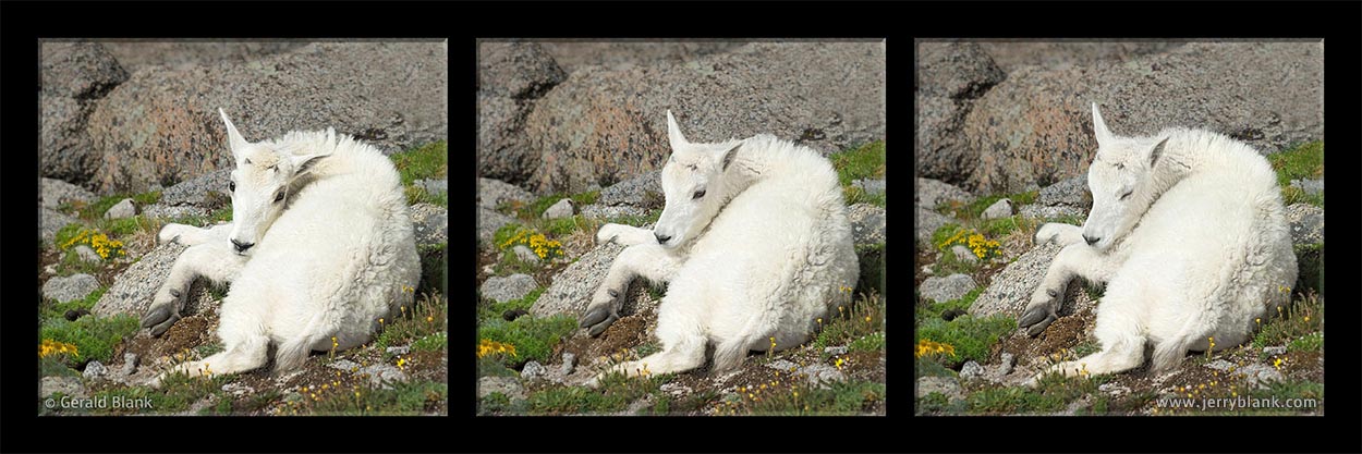 #20555p - Colorado wildlife: A mountain goat kid rests in the sun on Mount Evans - photo by Jerry Blank