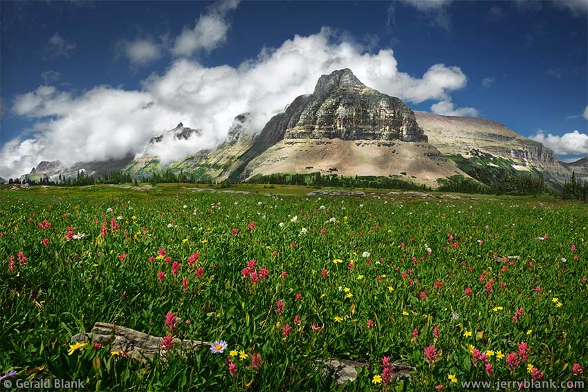 #24533 - A north view toward Bishop’s Cap, the Garden Wall, the south ridge of Pollock Mtn., and the east ridge of Piegan Mtn., from an alpine meadow filled with arnica and scarlet paintbrush, on the Continental Divide, in Glacier National Park, Montana - photo by Jerry Blank