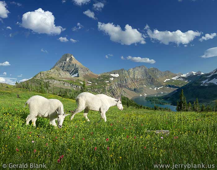 #26111 - Mountain goats grazing in an alpine meadow above Hidden Lake in Glacier National Park, Montana, with Reynolds Mountain and the Dragon’s Tail in the background