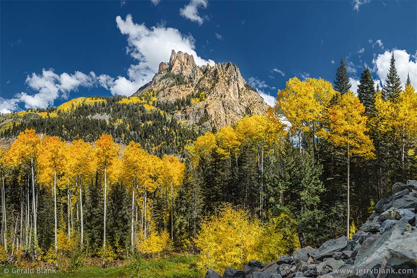 #47072 - A stand of gold-colored aspen trees in the Howard Fork canyon, just below the Ophir Needles in San Miguel County, Colorado - photo by Jerry Blank