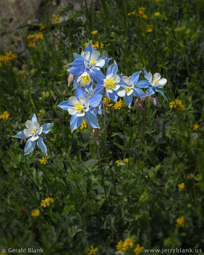 Colorado columbines abound in the summer, above Stillwater Reservoir in the Flat Tops Wilderness.