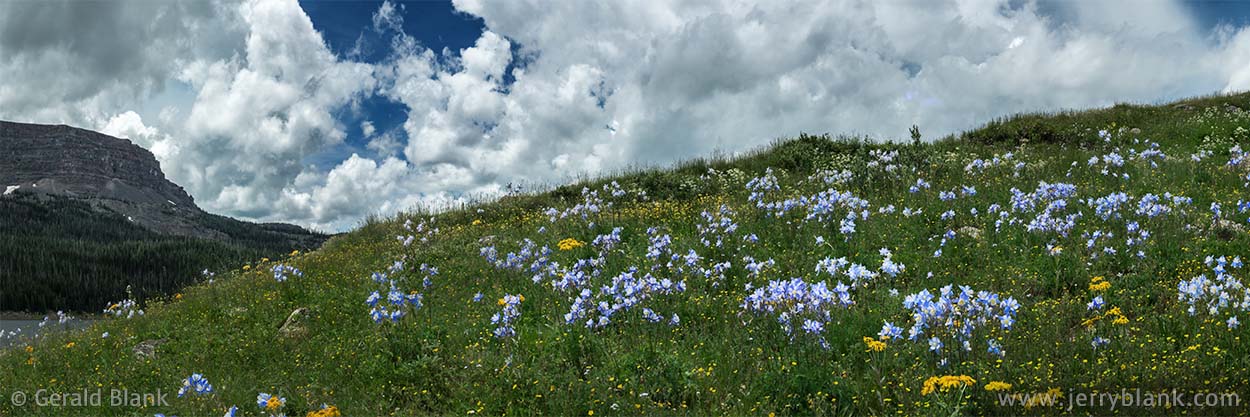 Colorado columbines, goldeneye, and arnica cover the meadows above the north shore of Stillwater Reservoir, in Colorado’s Flat Tops National Wilderness Area