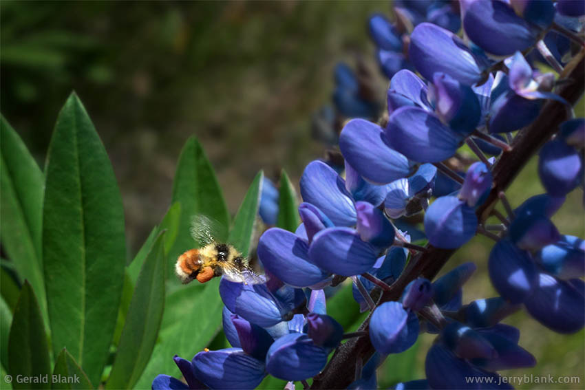 #63000 - A bee gathers nectar from lupines blooming near Berthoud Pass, Colorado - photo by Jerry Blank