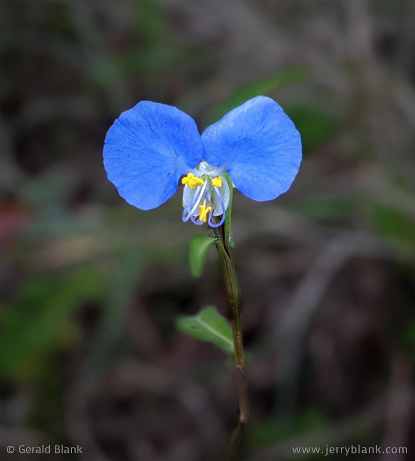 #69994 - A blue dayflower (Commelina erecta), near a trail in the Hills of Minneola, Lake County, Florida - photo by Jerry Blank
