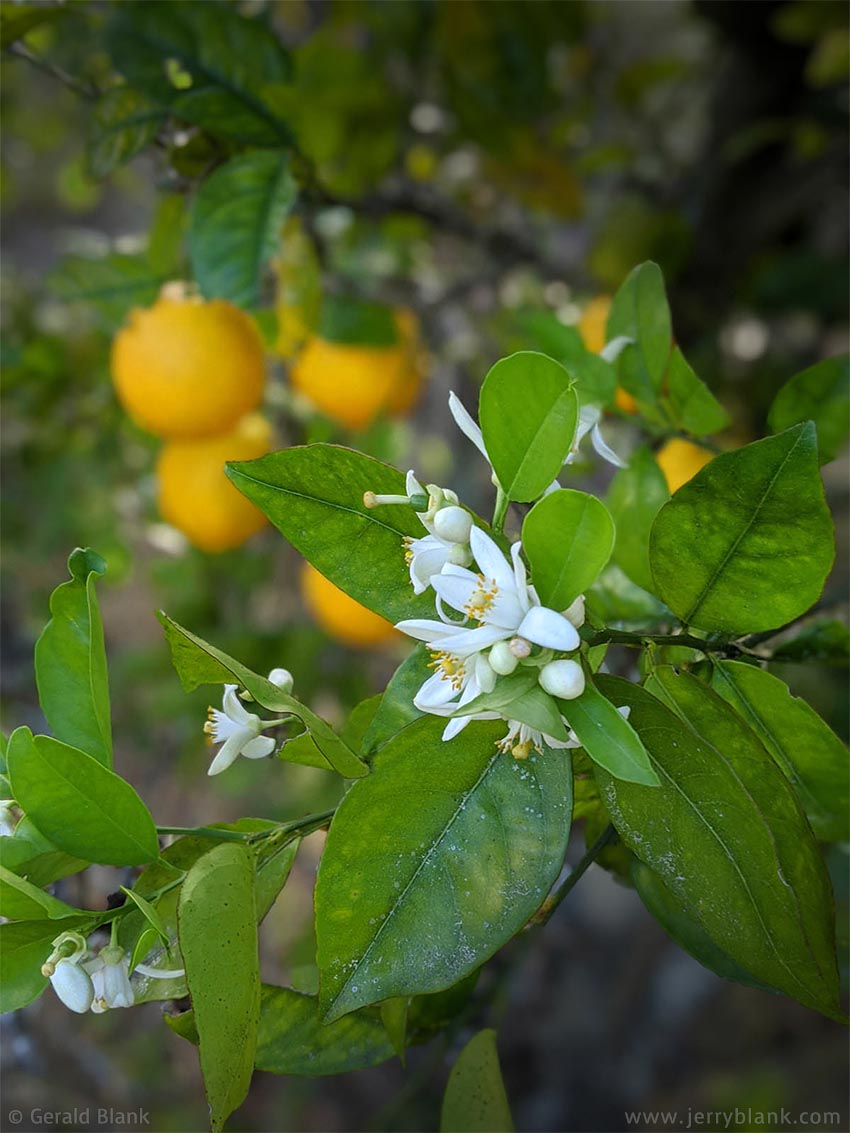 #70005 - Orange blossoms (Citrus spp.), begin to flower in March, while the previous year’s fruit still hangs on the tree. Location: The Hills of Minneola, Lake County, Florida - photo by Jerry Blank